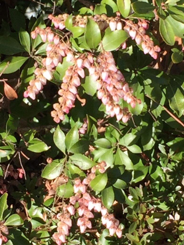 andromedas in Mt. Miwa