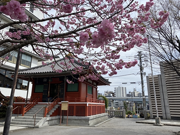 Yaezakura cherry blossoms and Komagatodo
