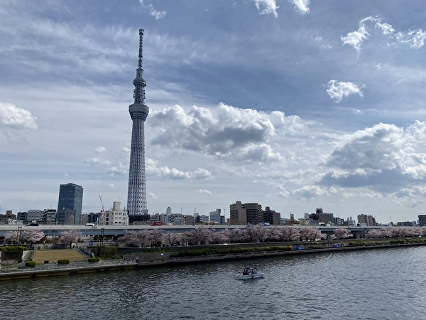 Tokyo Skytree and cherry blossoms from the Sakura Bridge