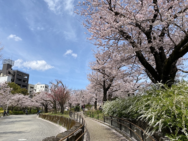 Cherry blossoms in Sumida Park, Taito Ward